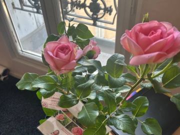 🌹 Aujourd’hui, j’ai reçu à l’ @assembleenationale un pied de rosier @asso_alexisdanan , offert par @laurencebrunetjambu , Présidente de l’Association des...
