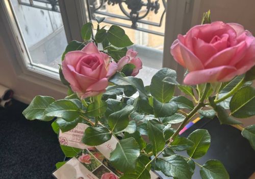 La Rose Alexis Danan : Un Appel à l'Action Contre les Violences